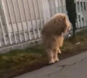 León se pasea por calles de Estado de México