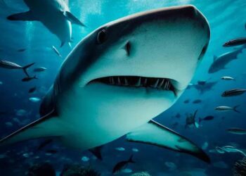 Turista pierde las manos al tomarse una foto con un tiburón