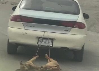 Detienen a sujeto que arrastró a dos cachorros con su auto
