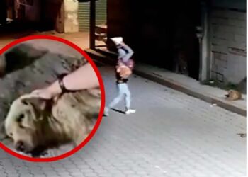 Brutal ataque a un perrito en Puebla desata indignación y exigencias de justicia