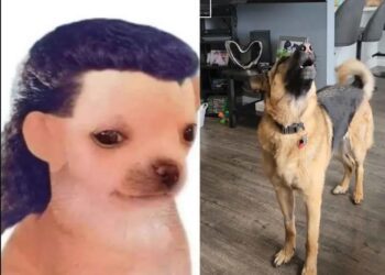 Lomito inunda las redes al cantar con sentimiento éxitos de Los Temerarios