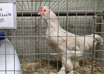 Por la escasez de huevo en EU, crece la crianza de gallinas en casa