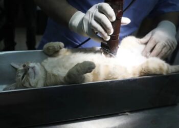 Médico es investigado por hacerle una resonancia a su gata en el hospital