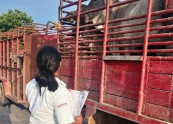 Capacitan a 3 mil 500 ganaderos contra el gusano barrenador