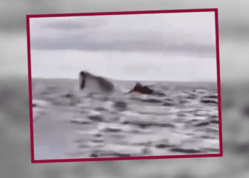 Ballena se traga y escupe a un hombre que navegaba al sur de Chile