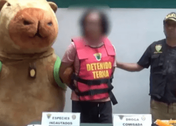 Policía se disfraza de capibara para atrapar a criminal