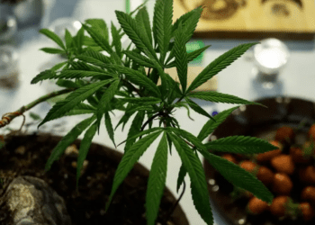 Consumo frecuente de cannabis puede dañar la salud mental: IMSS