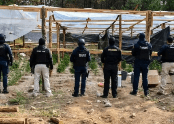 En Hidalgo, desmantelan invernadero para producción de mariguana