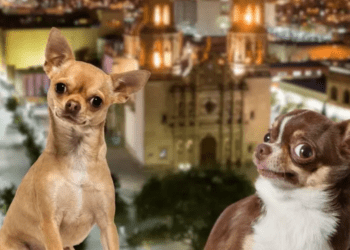 ¿Cuál es la relación entre el estado de Chihuahua y la famosa raza de perros?