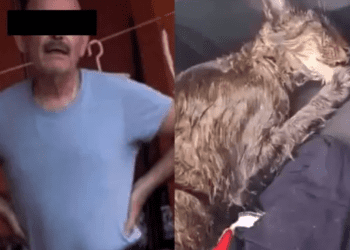 En Tabasco, la fiscalía investiga a un hombre que roció con gasolina a una gatita