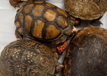 Aseguran tortugas y ranas en el AICM; tenían como destino Japón