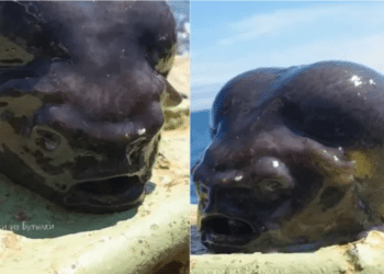 Atrapan a criatura de aspecto infernal en las profundidades del mar