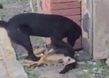 Perrito busca revivir a su amigo tras ser envenenado
