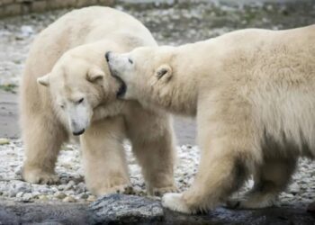 Menos osos polares en el Ártico han llevado a más casos de canibalismo