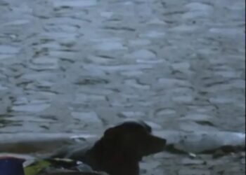 Pitbull resguarda el cuerpo de su dueño asesinado y bloquea a la policía