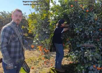 Gringo cosecha mandarinas y destaca la importancia de los migrantes en EU