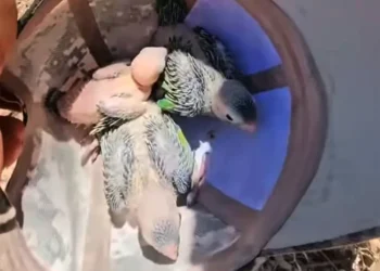 Influencer es denunciado por saqueo de nido de pericos