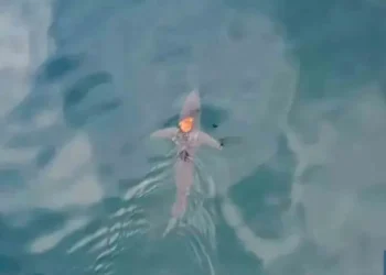 ¡Increíble! Un pulpo viaja sobre un tiburón