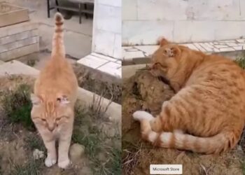 Hachiko, la gata que esperó siete años a su dueño en Rusia