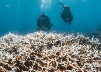 El calor afecta gravemente los corales en Australia