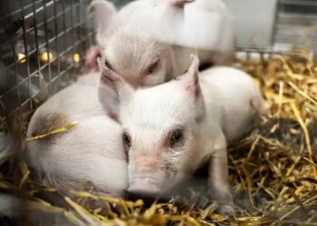 Rescatan a tres cerditos de una exhibición donde morirían de hambre