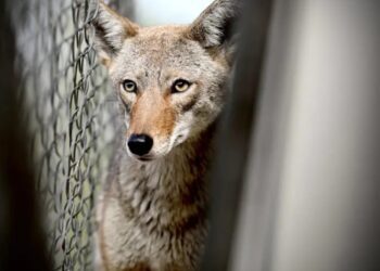 Ahora un coyote apareció en una escuela de NL