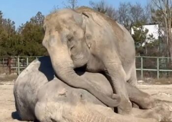 La elefanta Magda abraza a su compañera tras 20 años juntas