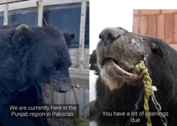 Rescatan a un oso que era usado en peleas clandestinas en Pakistán