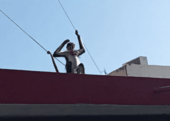 Mono araña escapa de su casa y causa revuelo en calles de Nuevo León