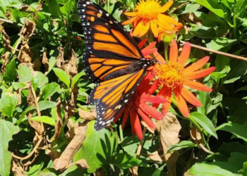 Mariposas Monarca regresan a EU y Canadá después de hibernar en México