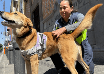 Paristas de la BUAP expulsan a ‘Carolino’; era el perrito de la universidad