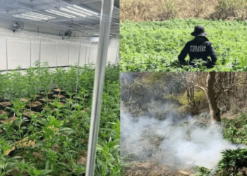 Aseguran plantío de mariguana e invernadero en Sonora