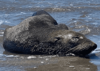 Encuentan a lobo marino de Baja California en playas de Chiapas