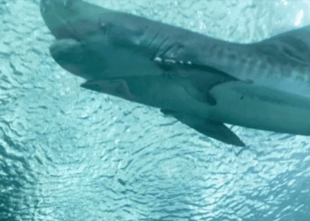 Confirman muerte de tiburón tigre del acuario de Veracruz