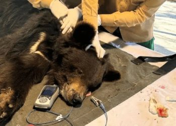 En Pakistán, rescatan a una osa que bailaba en un show