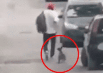 Sujeto maltrata a perrito y al ser confrontado saca una pistola