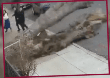 Familia escapa por poco de ser aplastada por un árbol