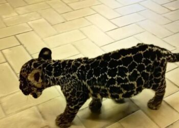Profepa incauta cachorro de jaguar en Oaxaca