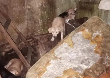 Hombre tenía más de 200 perros y gatos muertos y embalsamados