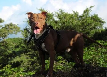 Pitbull dispara a su dueño al saltar sobre la cama