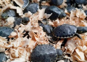 Profepa rescata 320 tortugas en un maletero