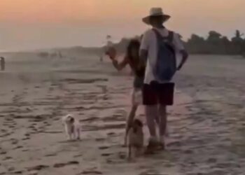 Turista extranjera agrede a perros en Mazunte