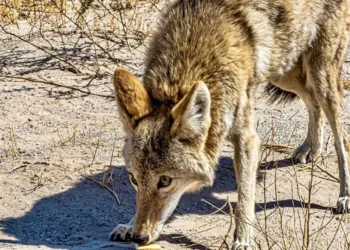 Coyote escapa del ZooMAT en Chiapas