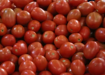 Estados Unidos impondrá arancel del 20.91% al tomate mexicano