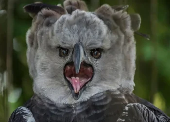 Sorprendente avistamiento de un Águila Arpía en Chiapas