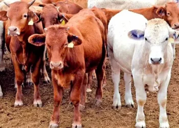 Confirman caso de gusano barrenador humano en Chiapas