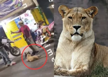 Hombre pasea a su leona en Iztapalapa