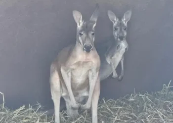 Decomisan canguros, armas y drogas