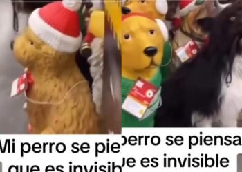 Perrito se hace pasar por maniquí en centro comercial