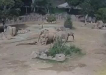 Elefantes forman círculo de alerta durante sismo
